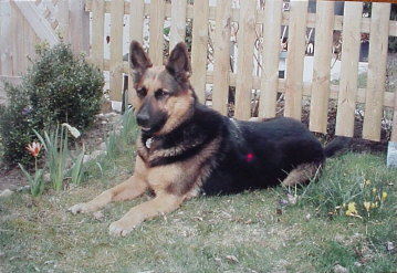 Vorlage Hund