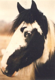 Vorlage Pferd
